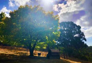 Located in Adelaide's foothills